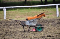 Zdjęcie: VII PIKNIK COUNTRY W WYSZANOWIE...