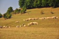 Zdjęcie: RUMUNIA 2015